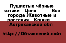 Пушистые чёрные котики › Цена ­ 100 - Все города Животные и растения » Кошки   . Астраханская обл.